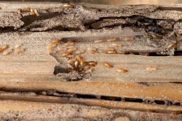 Best Exterminator Services  in New Castle Northwest, PA