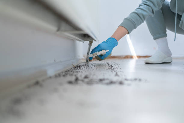 Flea Control Services in New Castle Northwest, PA